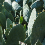 Nopal