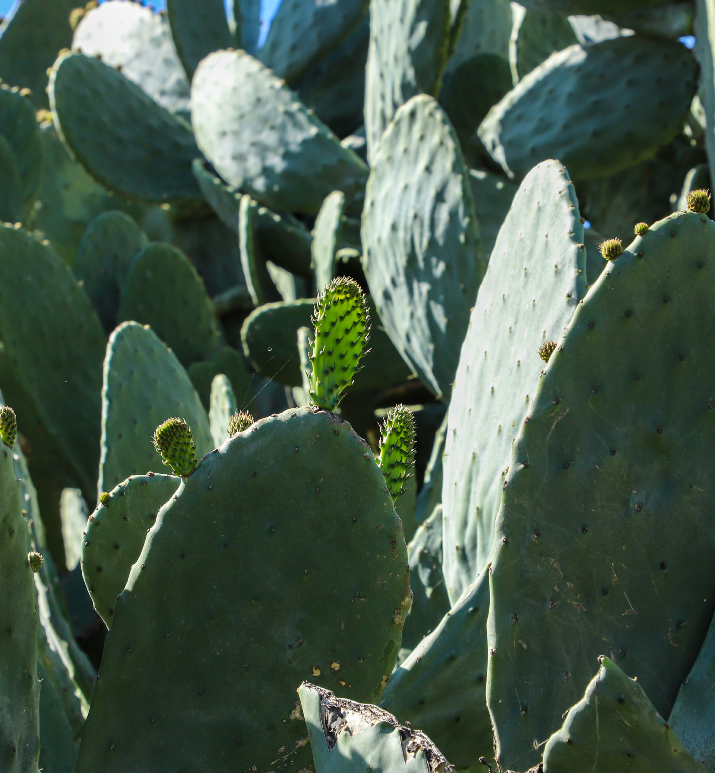 Nopal