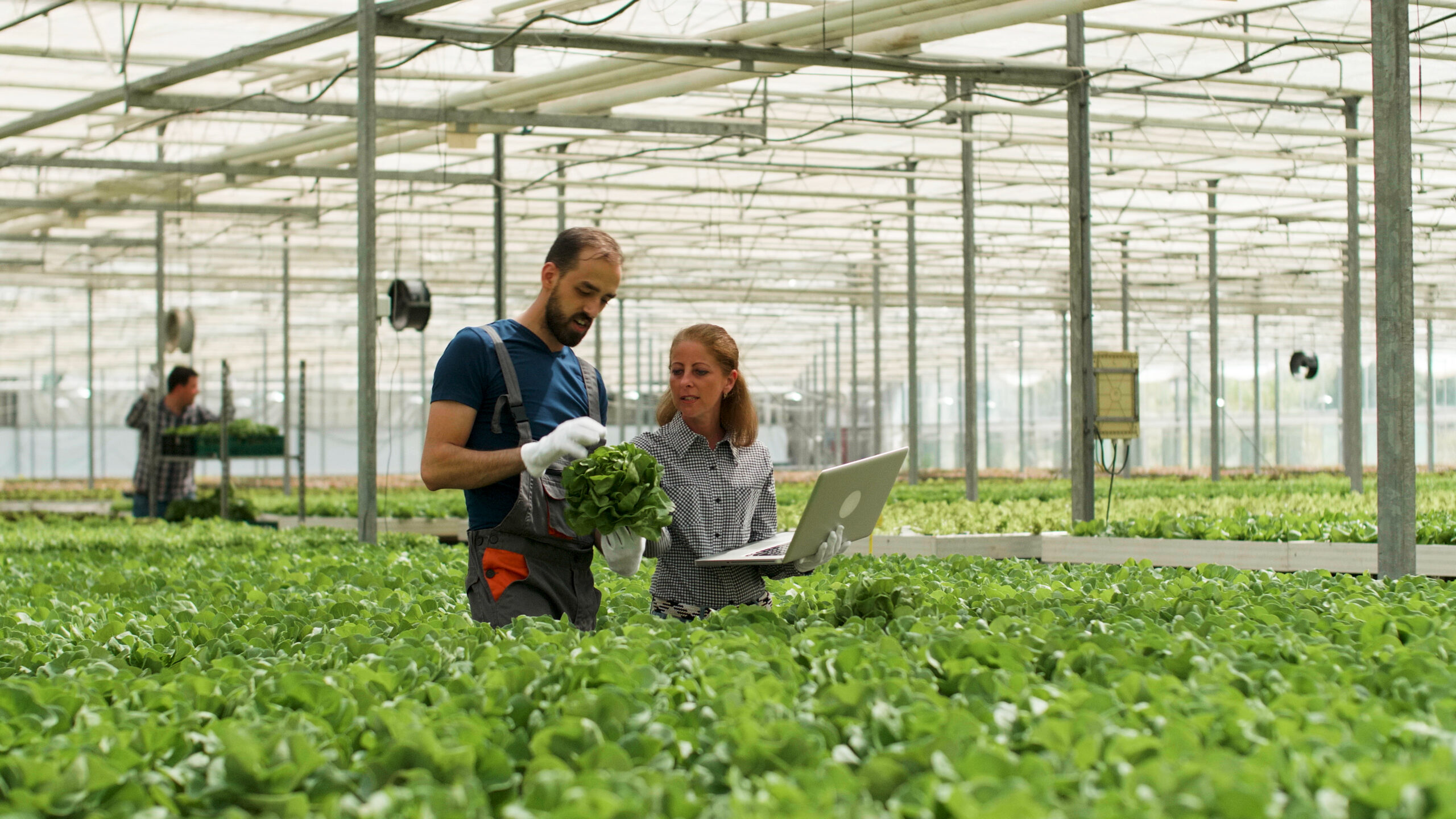 Compradora de la industria alimentaria