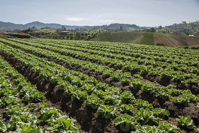 Galería de Huerto Raíces del Sur