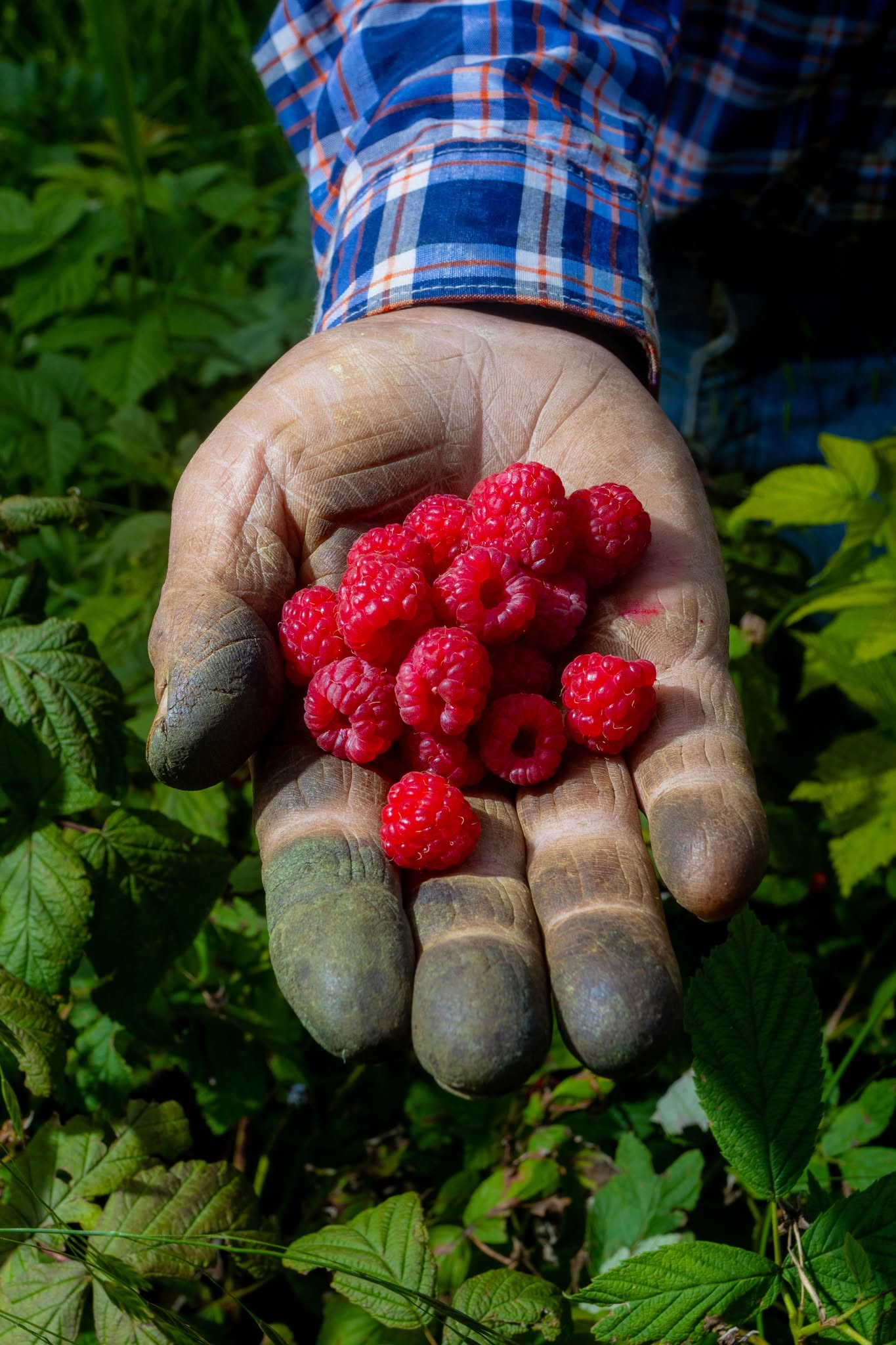 Frutas