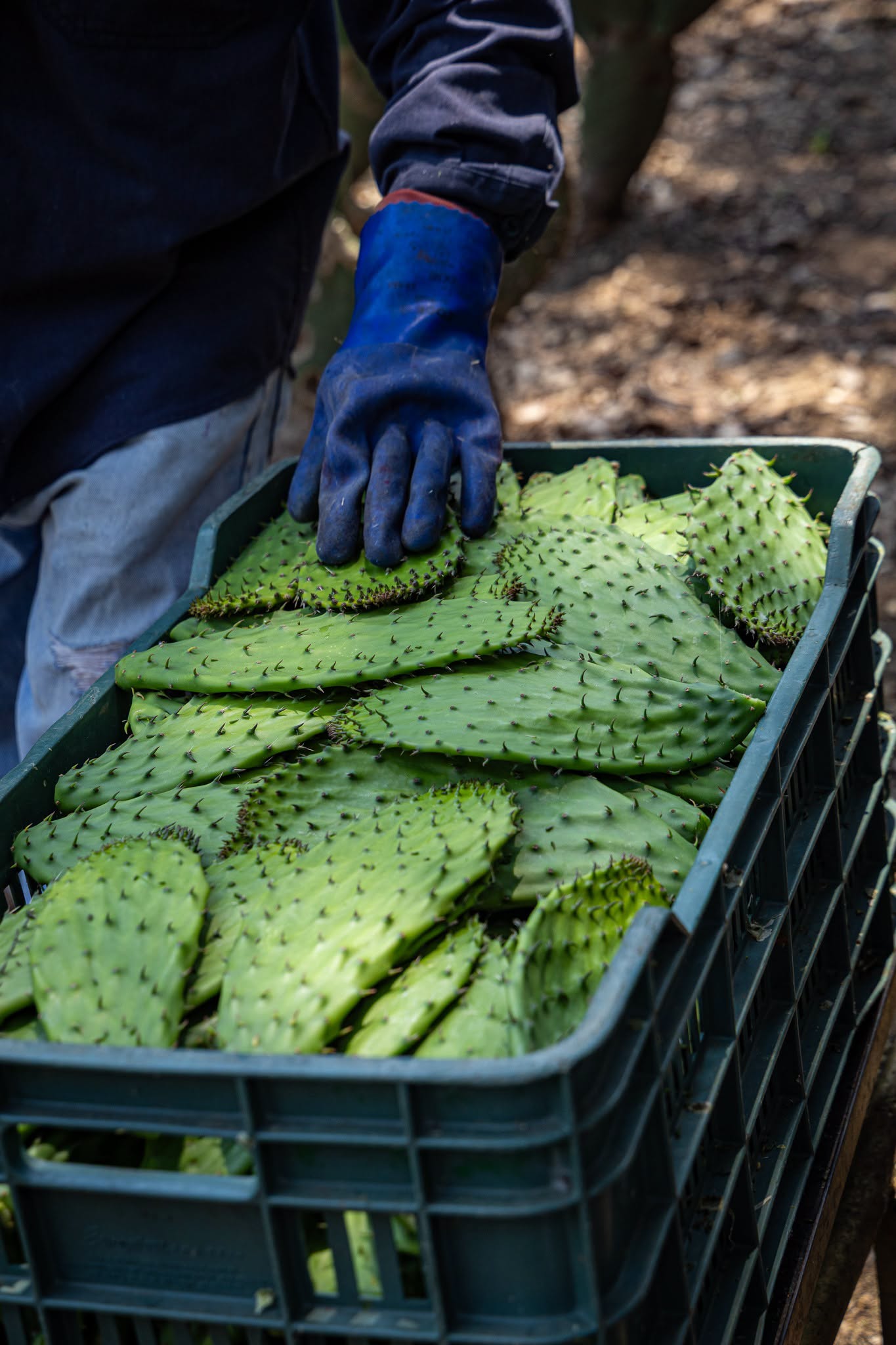 Nopal